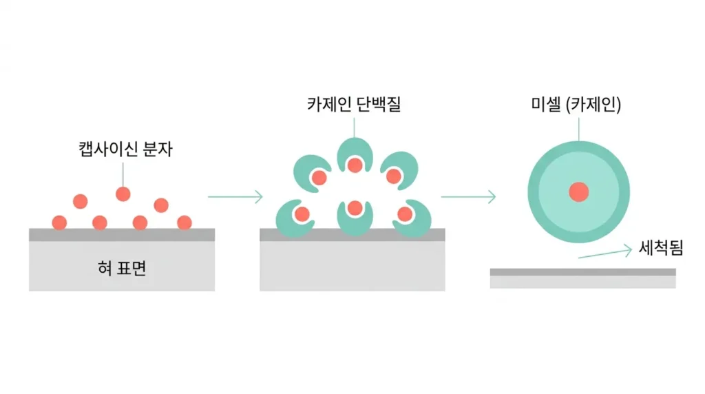 캡사이신을 카제인이 감싸 씻어내는 원리를 보여주는 인포그래픽