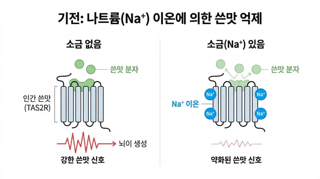 나트륨 이온이 쓴맛 수용체를 억제하는 원리 그림